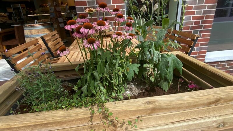 Heimische Bepflanzung beim Bioladen Genussreich